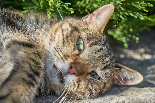 Ein streunendes Katzenporträt, das aus den Grund liegt