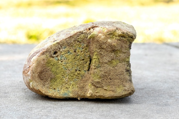 Ein Stück Brot ist stark mit Schimmel bedeckt