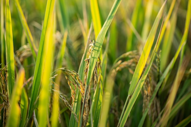 Ein Stück goldener Reisreis, der darauf wartet, geerntet zu werden
