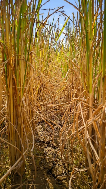 Ein Stück Gras, das geschnitten und getrocknet wurde