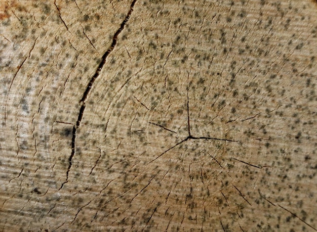 Ein Stück Holz mit einem Riss darin