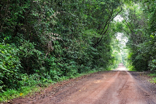 Ein Stück Schotterstraße durchschneidet den Wald.