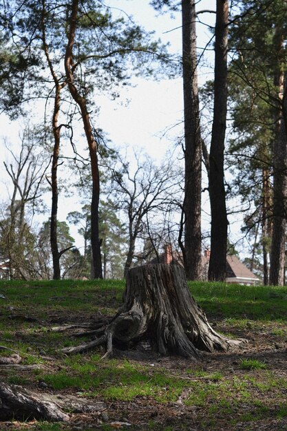 ein Stumpf im Wald