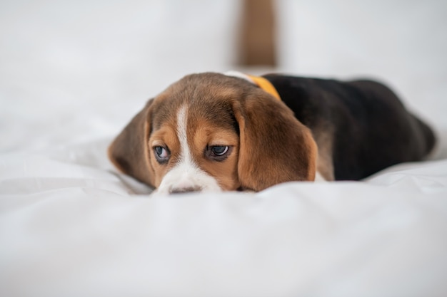 Ein süßer Beagle-Welpe, der auf dem Bett liegt und süß aussieht