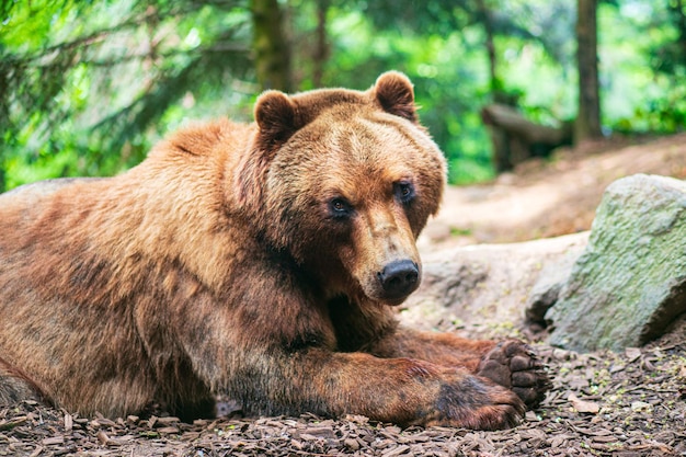 Ein süßer brauner Bär liegt auf dem Boden und beobachtet dich im Tannenwald