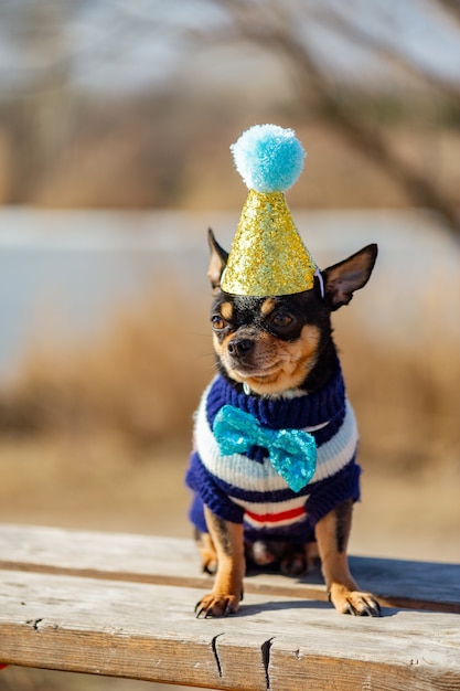 Ein süßer Geburtstags-Chihuahua auf einem natürlichen Hintergrund. Chihuahua-Hund in einer Geburtstagsmütze. abbildung, abgeschnitten, chihuahua, geburtstag, hund,