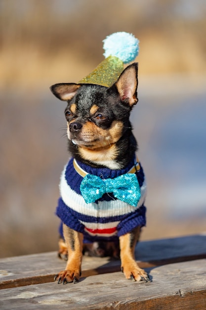 Ein süßer Geburtstags-Chihuahua auf einem natürlichen Hintergrund. Chihuahua-Hund in einer Geburtstagsmütze. abbildung, abgeschnitten, chihuahua, geburtstag, hund,