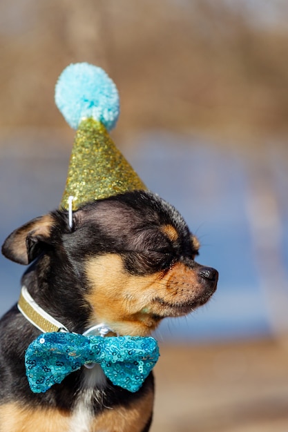 Ein süßer Geburtstags-Chihuahua auf einem natürlichen Hintergrund. Chihuahua-Hund in einer Geburtstagsmütze. Geburtstag, Hund