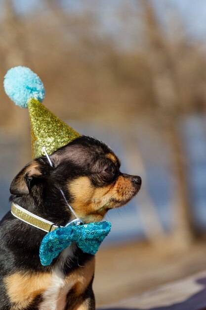 Ein süßer Geburtstags-Chihuahua auf einem natürlichen Hintergrund. Chihuahua-Hund in einer Geburtstagsmütze. Geburtstag, Hund