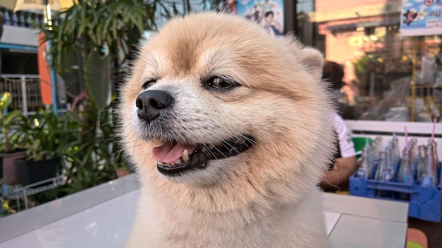 Ein süßer Hund in Nahaufnahme mit unscharfem Hintergrund