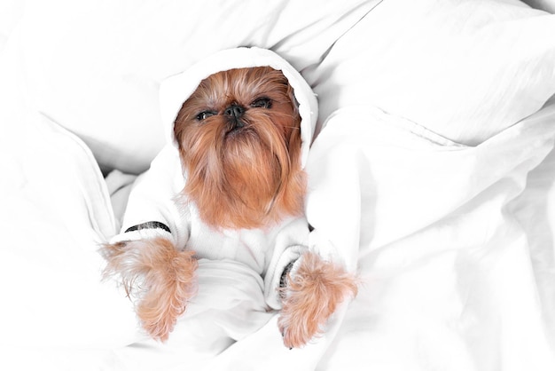 Ein süßer Hund liegt unter einer weißen Decke Brüsseler Griffon liegt morgens im Bett Das Konzept von Haustieren, die wie Menschen leben