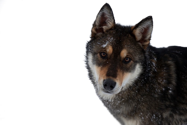 Ein süßer Hund schaut direkt in die Kamera Auf weißem Hintergrund mit Kopienraum isolieren