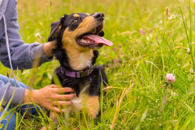 Ein süßer Hund sitzt an einem sonnigen Frühlingstag auf einer Blumenwiese mit offenem Mund und herausgestreckter Zunge Border Collie Pitbull und Boxer Mix Welpe Hund