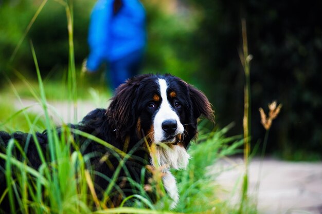 ein süßer Hund