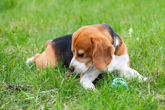 Ein süßer Hundespürhund liegt auf dem grünen Gras und schnüffelt an einem Stock