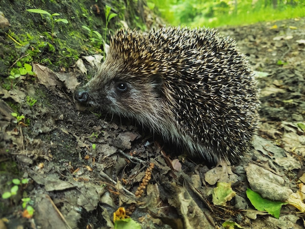 Ein süßer Igel sitzt im Wald