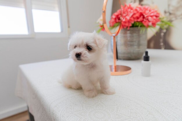 Ein süßer kleiner Hund Bichon maltes mit weißem, flauschigem Fell posiert lustig auf hellem Hintergrund auf dem Tisch, selektiver Fokus auf Augen und Gesicht