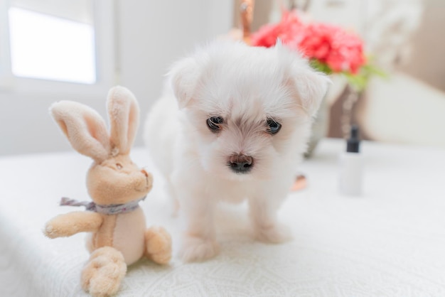 Ein süßer kleiner Hund Bichon Maltes mit weißem, flauschigem Fell posiert lustig auf hellem Hintergrund neben einem Spielzeughasen mit selektivem Fokus auf Augen und Gesicht