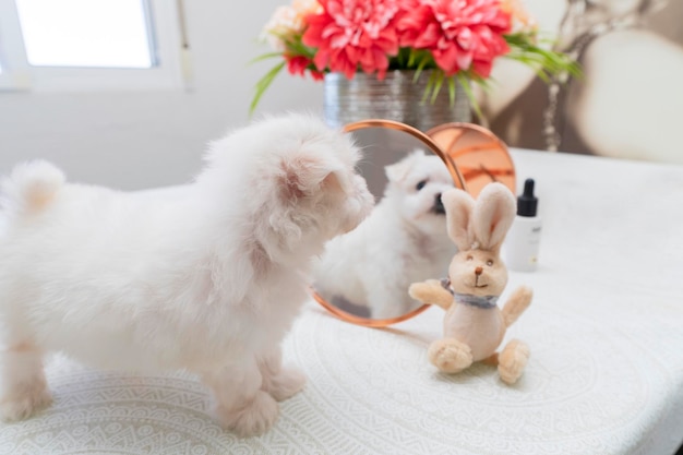 Ein süßer kleiner Hund Bichon Maltes mit weißem, flauschigem Fell posiert lustig auf hellem Hintergrund neben einem Spielzeughasen mit selektivem Fokus auf Augen und Gesicht