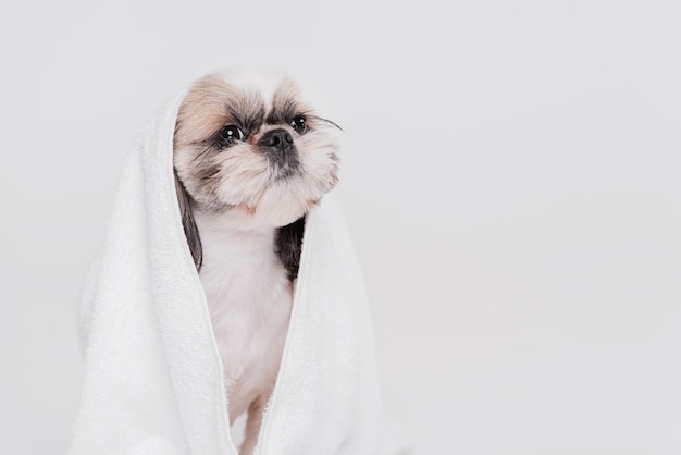 Ein süßer kleiner Hund sitzt in einem Handtuch