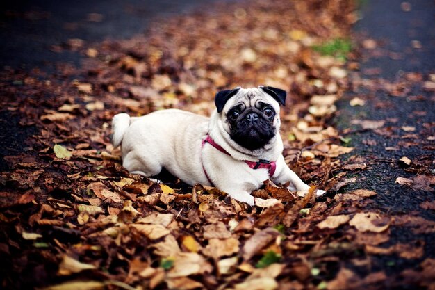 Ein süßer Mops liegt im Herbst auf den Blättern im Park