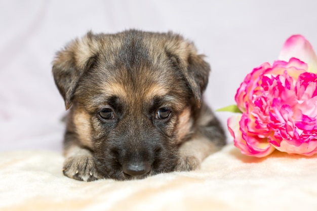 Ein süßer Schäferhund liegt auf hellem Hintergrund