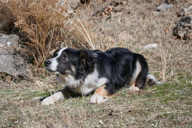 Ein süßer schwarz-weißer Hund in den Bergen von Los Cahorros wandert in Grenada, Spanien