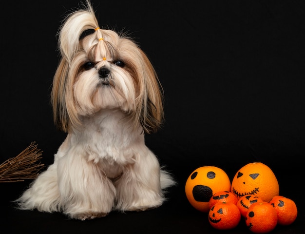 Ein süßer Shih Tzu Hund mit Halloween Zitrusfrüchten