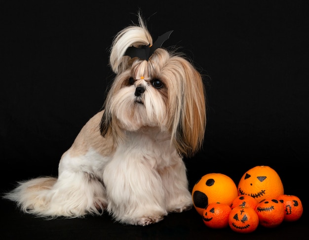 Ein süßer Shih Tzu Hund mit Halloween Zitrusfrüchten