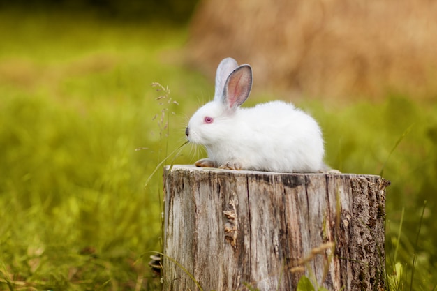 Ein süßer weißer Osterhase sitzt auf einem Baumstumpf auf einer Wiese