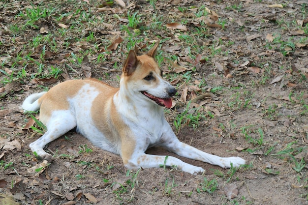 Ein süßer weißer und brauner Ridgeback-Hund, der mit grünem Gras im Garten auf dem Boden liegt Tier