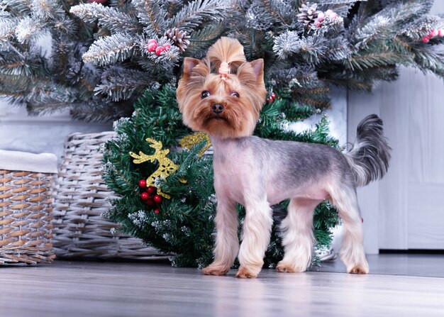 Ein süßer Yorkshire Terrier vor einem Weihnachtsbaum