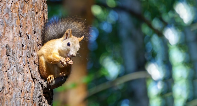 Ein süßes Eichhörnchen isst eine Nuss Tier wildes süßes Nagetier Natur Waldnuss verschwommenen Hintergrund Neugier