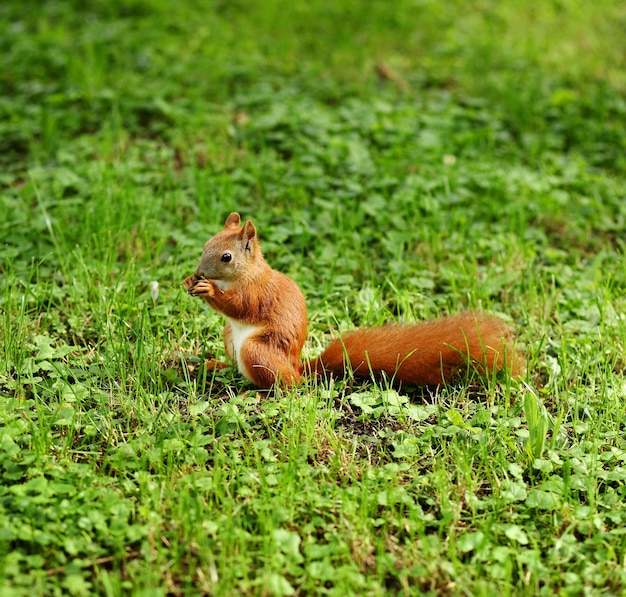 Ein süßes graues Eichhörnchen Scirius carolinensis sitzt auf einem Baumstamm und isst eine Nuss