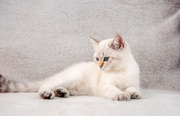 Ein süßes hellgraues britisches Kätzchen mit blauen Augen sitzt auf einem grauen Sofa