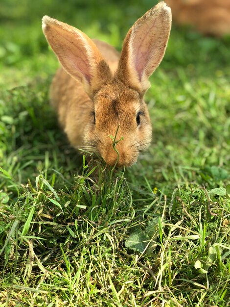Foto ein süßes kaninchen.