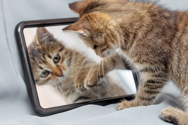 Ein süßes kleines Kätzchen untersucht sein Spiegelbild