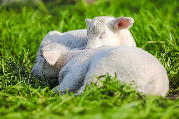 ein süßes Lamm, das mich ansieht