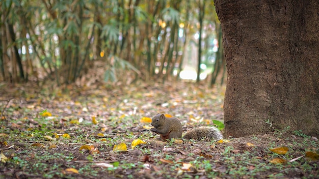 Ein süßes Pallas-Eichhörnchen isst auf dem Boden des Waldes Daan Park, Taipei