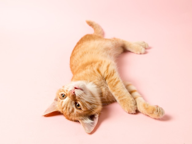 Ein süßes rotes Kätzchen auf rosa Hintergrund. Verspieltes und lustiges Haustier, leer für Werbung, Poster, Verkauf, Tierklinik. Platz kopieren.