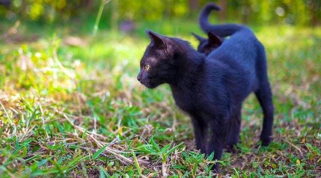 Ein süßes schwarzes einheimisches thailändisches Kätzchen geht im Sonnenlicht morgens auf Gras im Park spazieren