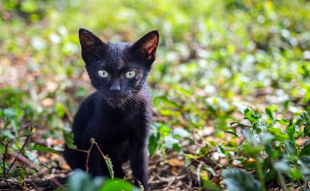 Ein süßes schwarzes einheimisches thailändisches Kätzchen geht im Sonnenlicht morgens auf Gras im Park spazieren