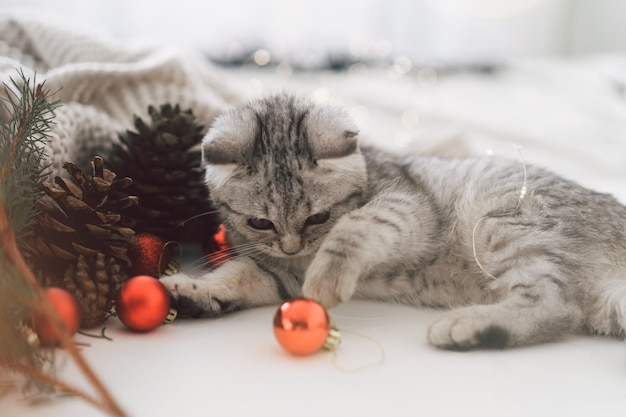 Ein süßes Tabby-Kätzchen der schottischen Katzenrasse spielt mit Weihnachtsspielzeug