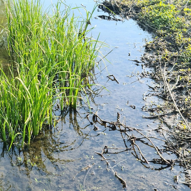 Foto ein sumpf mit grünem gras und moos