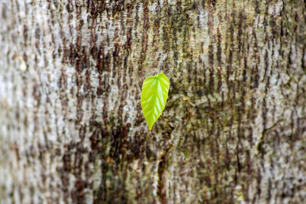 Ein Tahongai-Gastbaum Kleinhovia hospita, bekannt als Timoho Katimaha Indonesien, junges Blatt, flacher Fokus