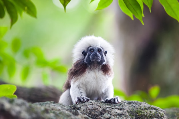 Ein Tamarin-Affe mit Baumwolltop