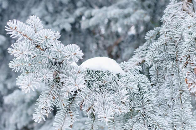 Ein Tannenbaum im Reif und im Schnee im Winter