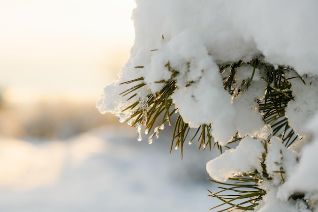 Ein Tannenzweig mit grünen Nadeln ist mit flauschigem Schnee bedeckt