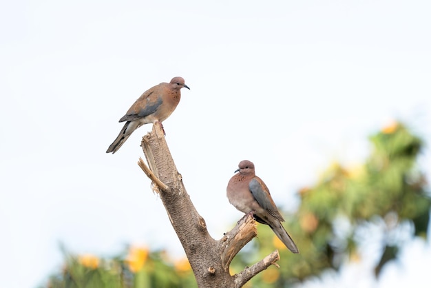 Foto ein taubenpaar sitzt auf einem baum