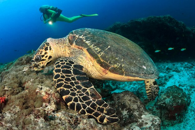 Ein Taucher schwimmt an einer Meeresschildkröte vorbei.